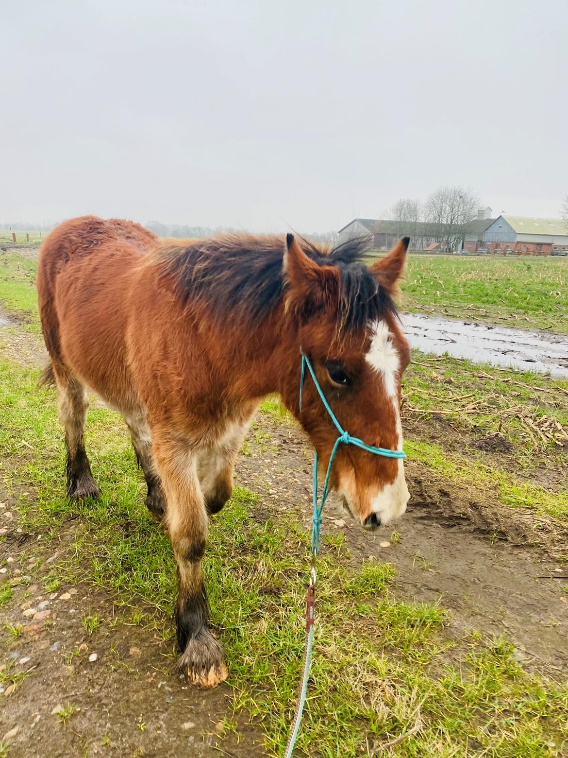 Drumhorse Borndrums Eccaira (Kaj) billede 8