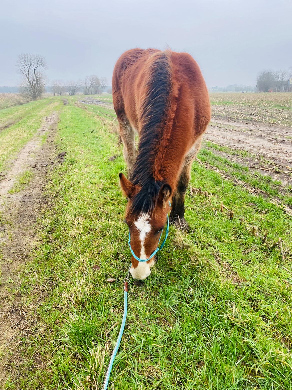 Drumhorse Borndrums Eccaira (Kaj) billede 9