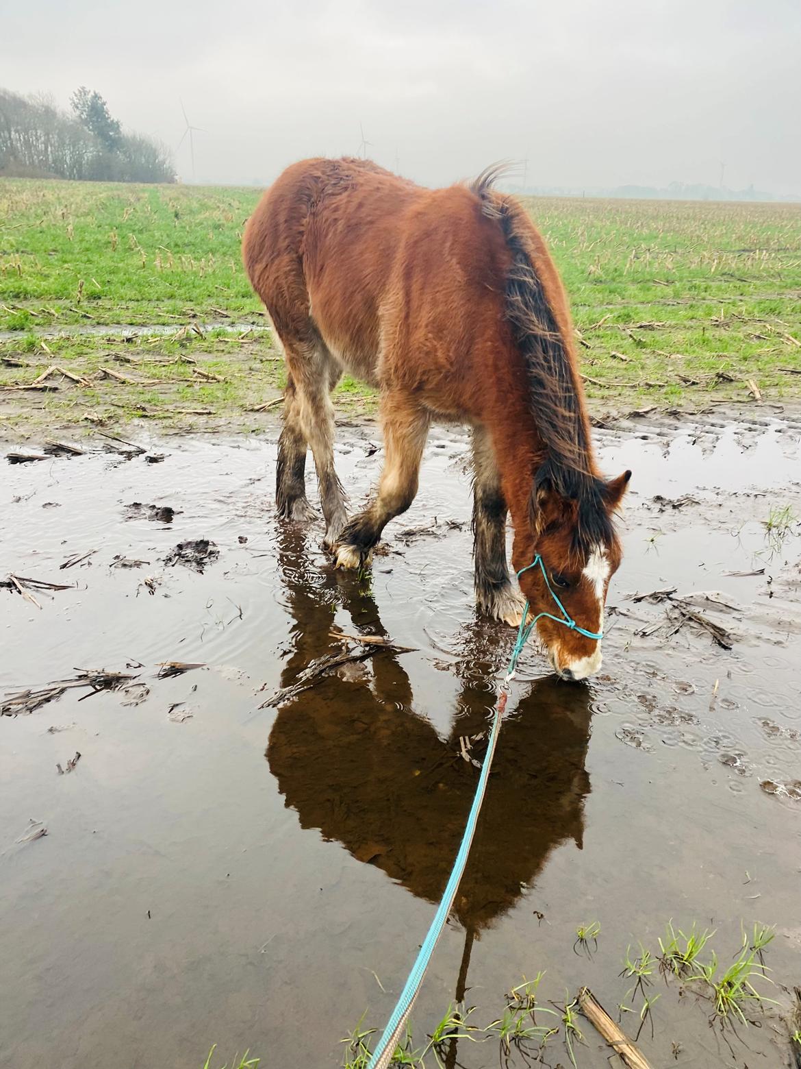 Drumhorse Borndrums Eccaira (Kaj) billede 10