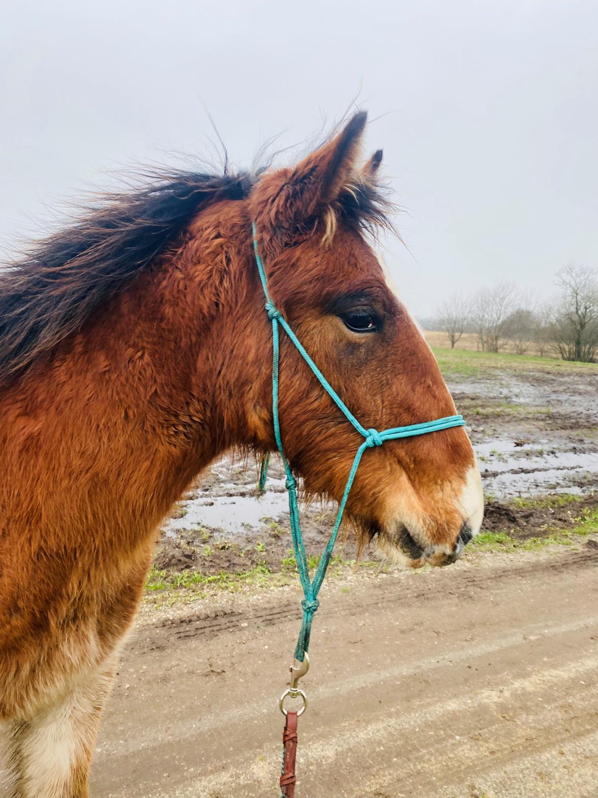 Drumhorse Borndrums Eccaira (Kaj) billede 11