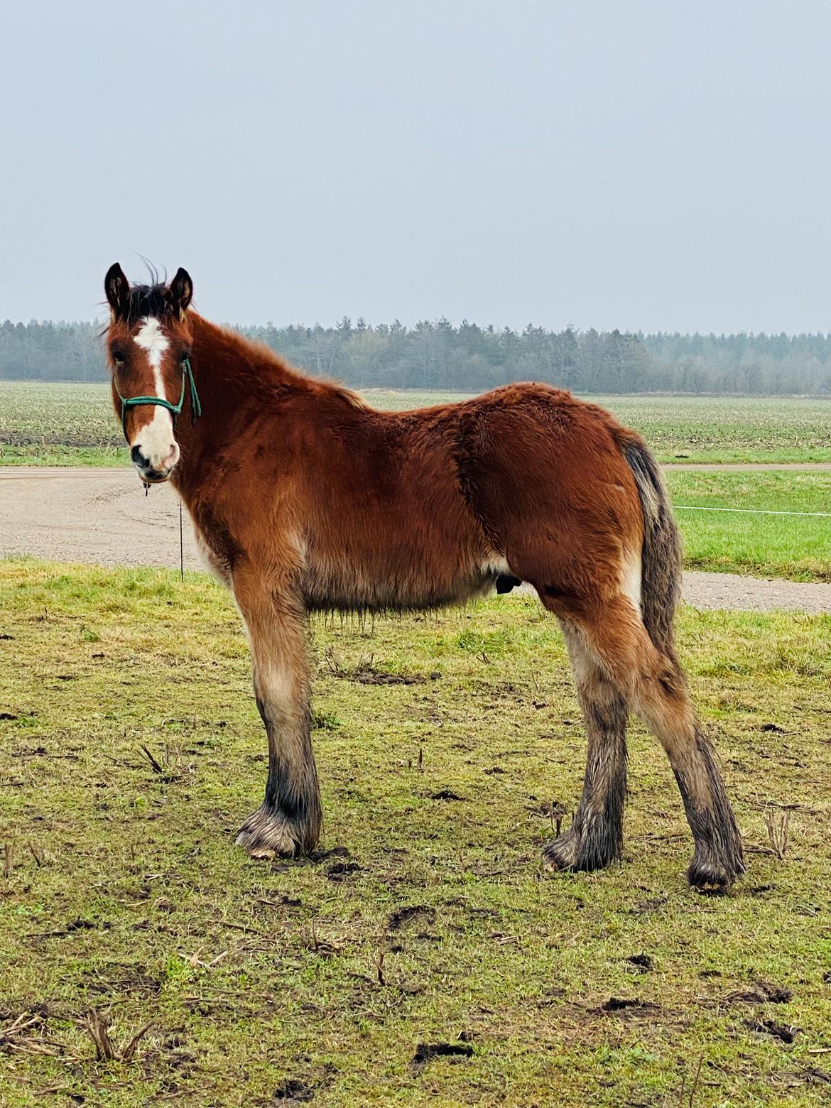 Drumhorse Borndrums Eccaira (Kaj) billede 12