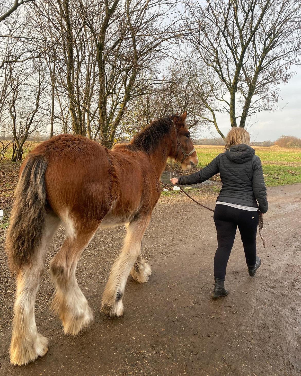 Drumhorse Borndrums Eccaira (Kaj) billede 14