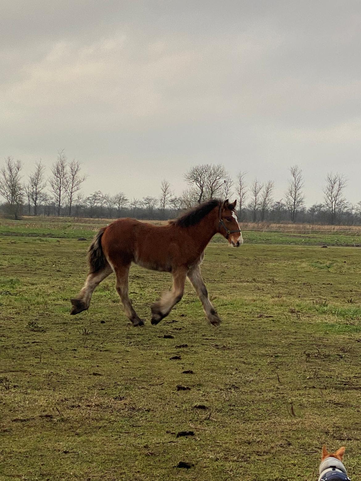 Drumhorse Borndrums Eccaira (Kaj) billede 16