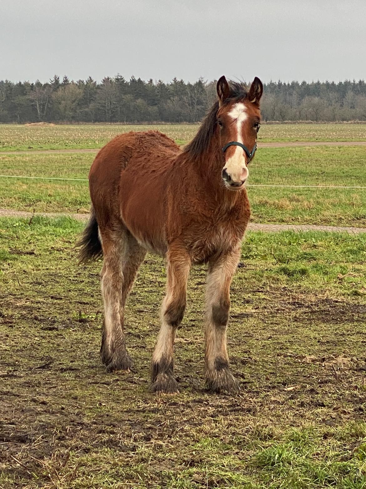 Drumhorse Borndrums Eccaira (Kaj) billede 17