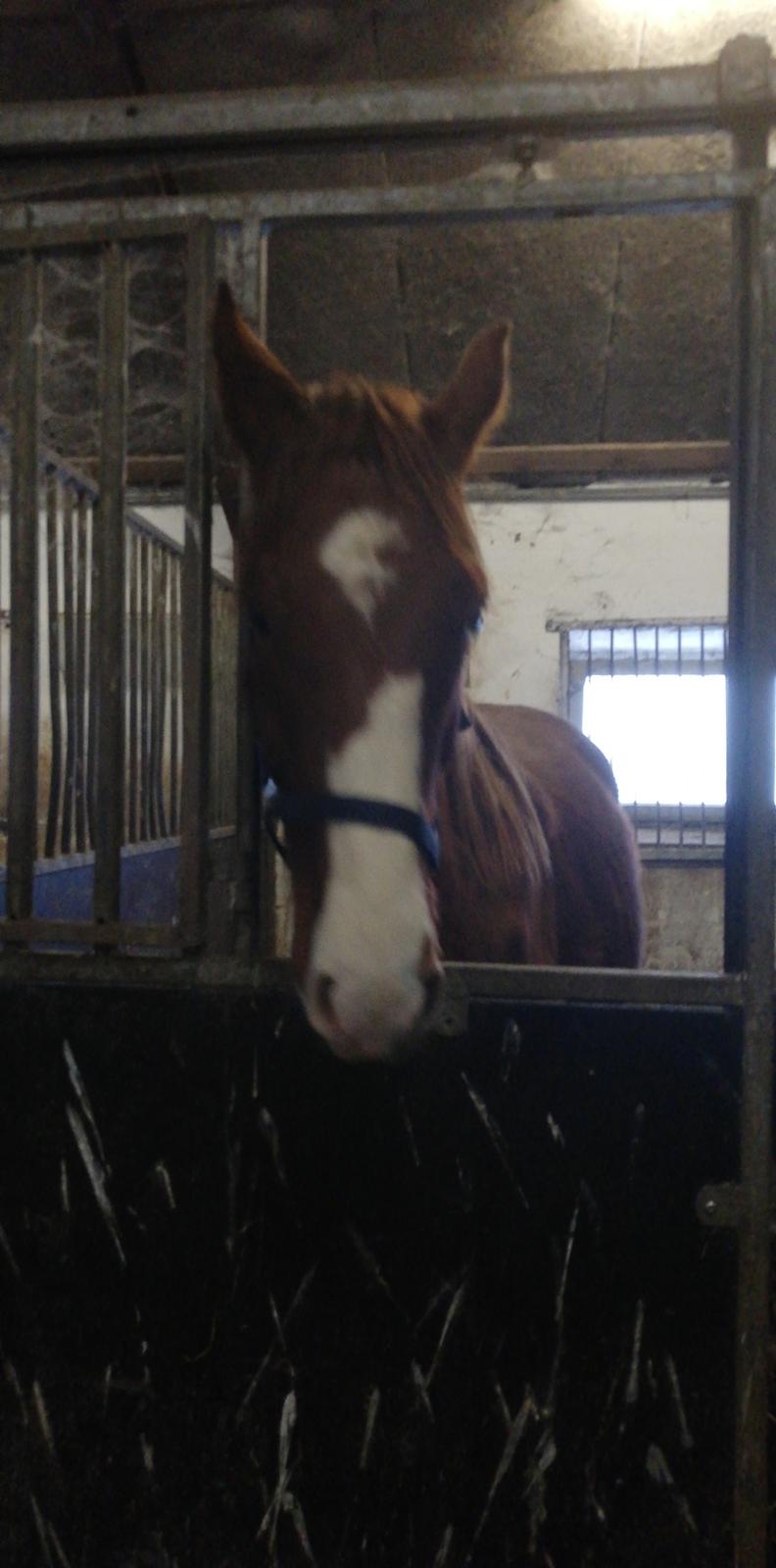 Dansk Varmblod Quality lightfoot billede 3