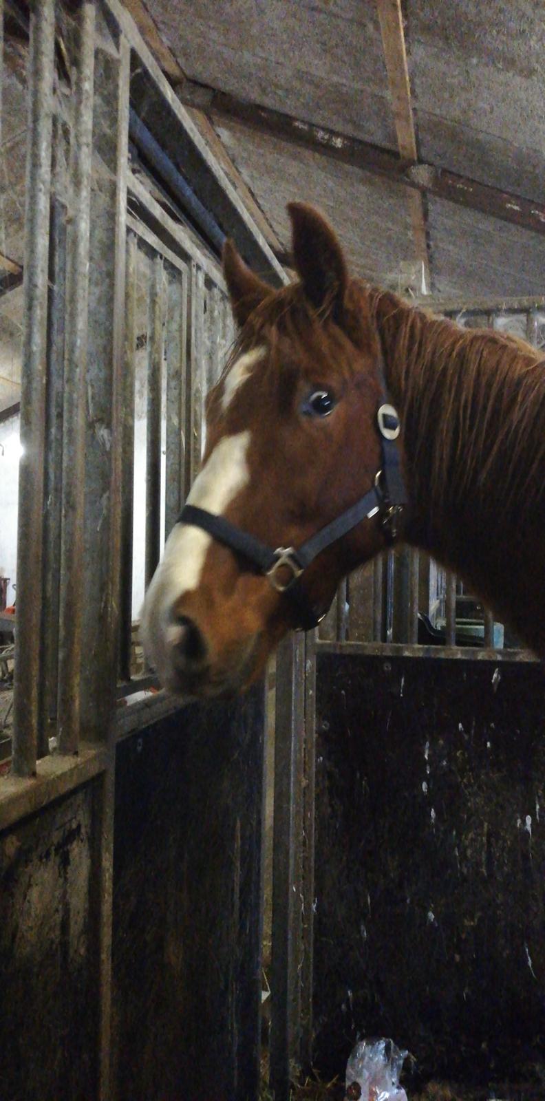 Dansk Varmblod Quality lightfoot billede 4