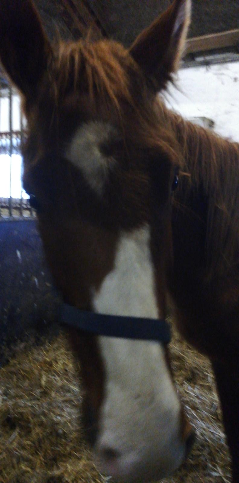 Dansk Varmblod Quality lightfoot billede 5