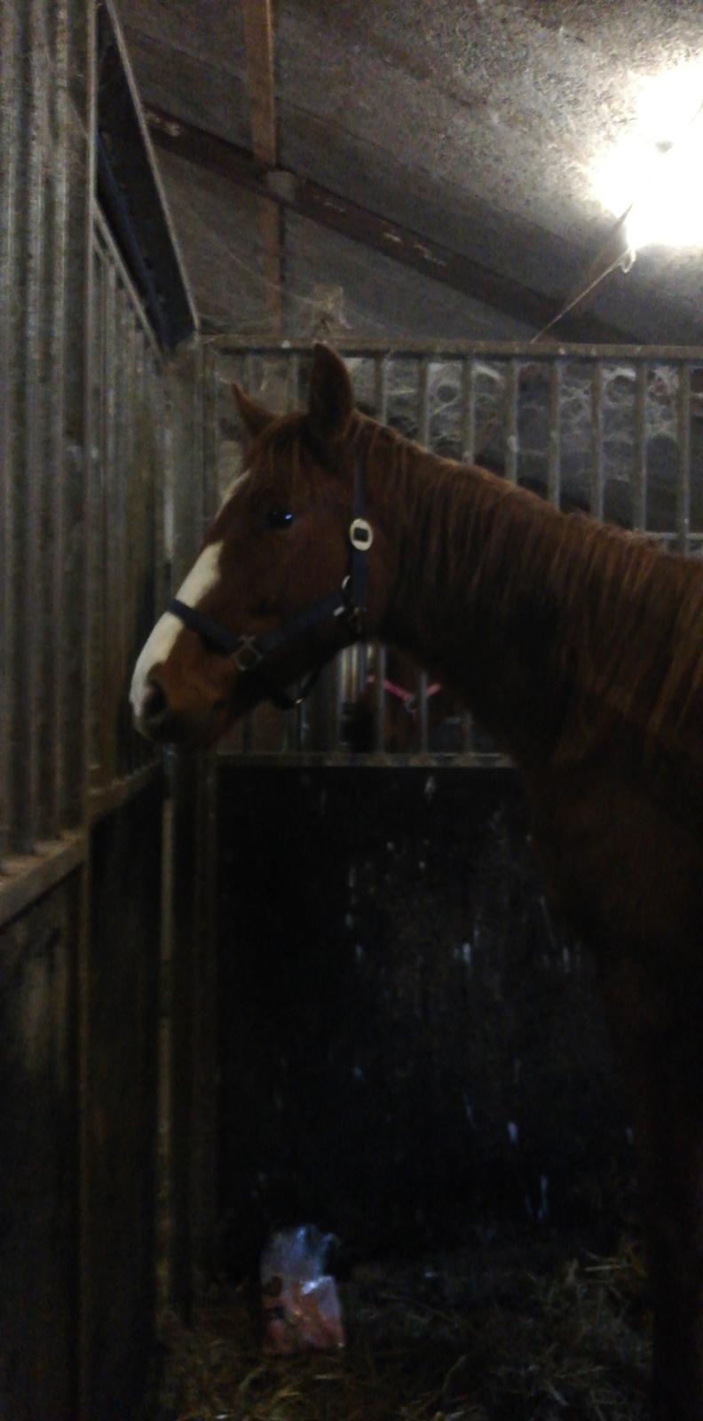 Dansk Varmblod Quality lightfoot billede 6