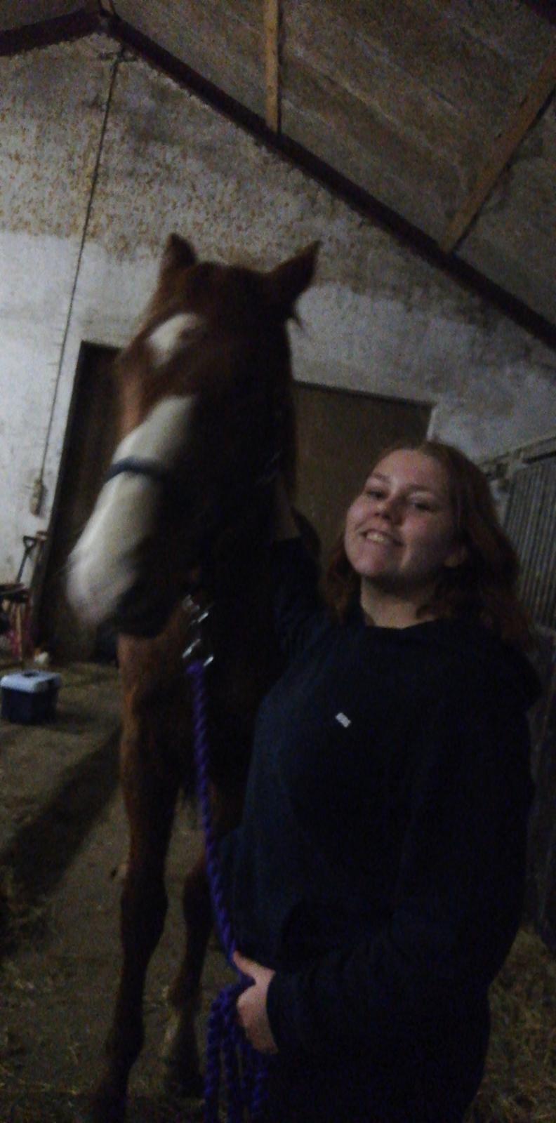 Dansk Varmblod Quality lightfoot billede 7