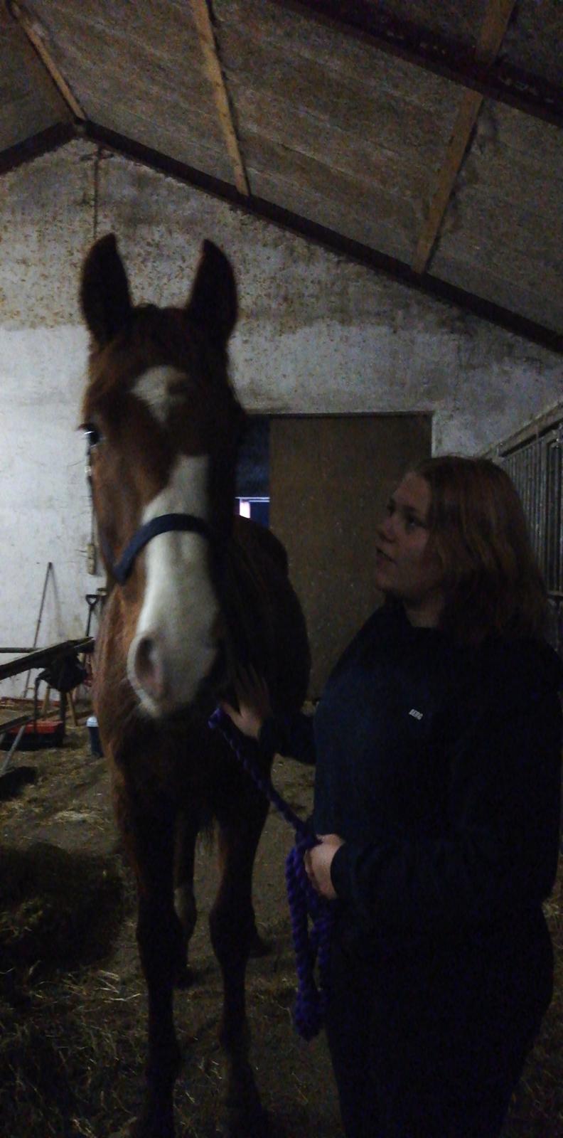 Dansk Varmblod Quality lightfoot billede 8