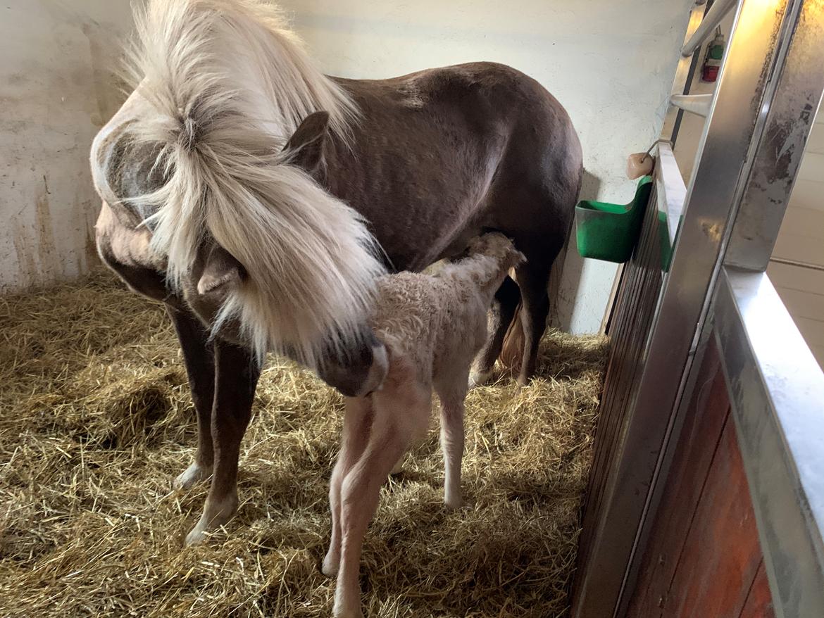 Islænder Sía fra Lundegårde billede 1