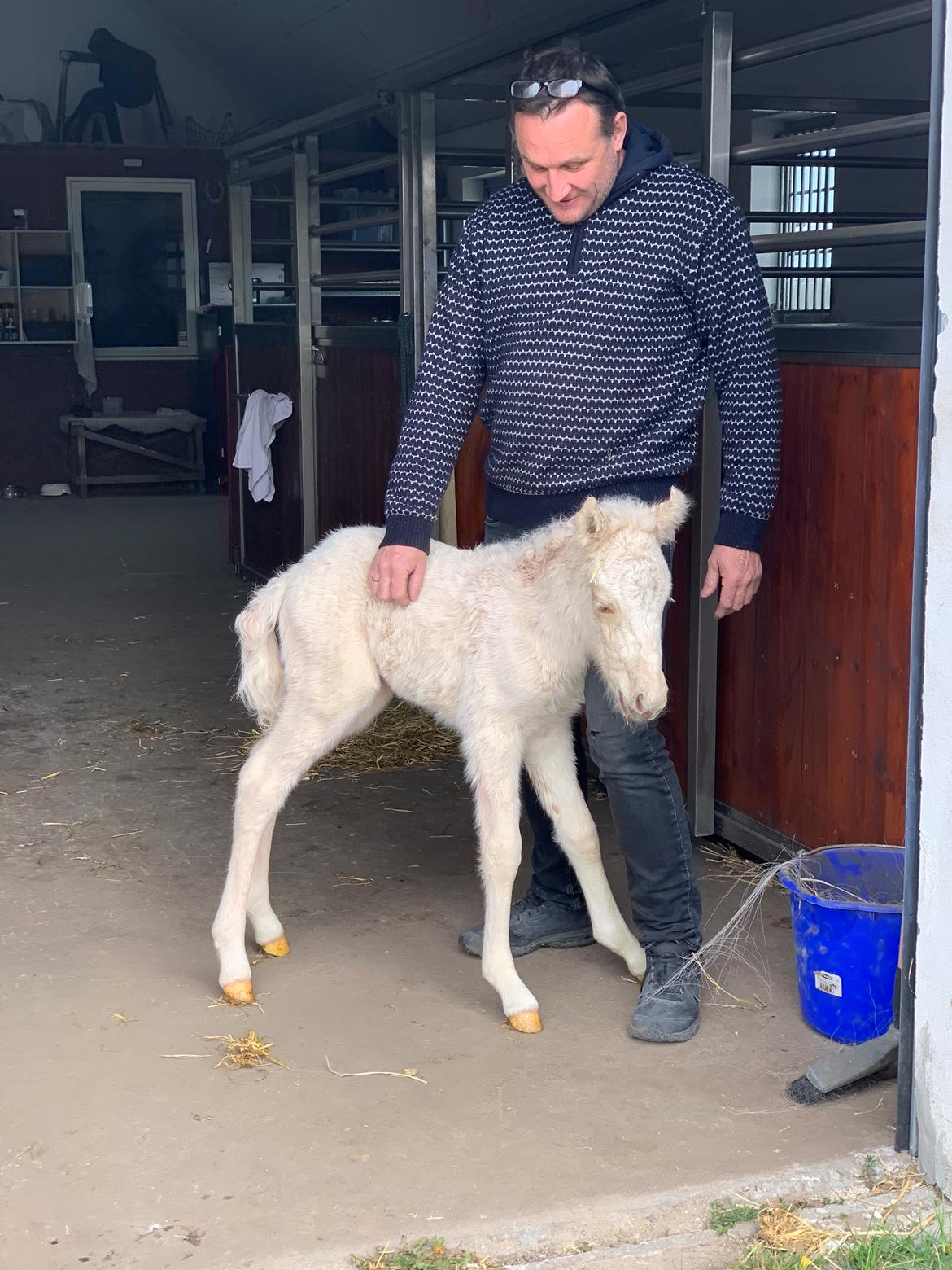 Islænder Sía fra Lundegårde billede 2