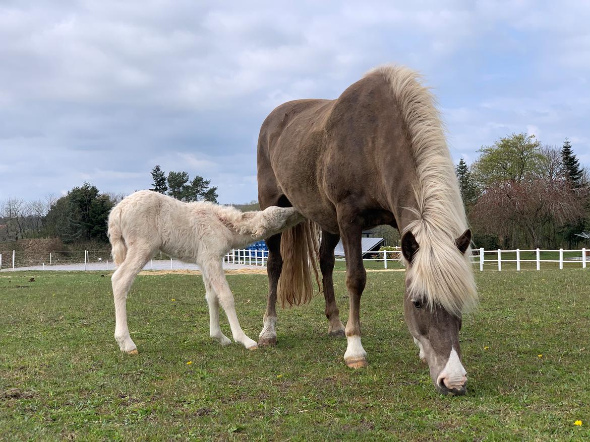 Islænder Sía fra Lundegårde billede 3