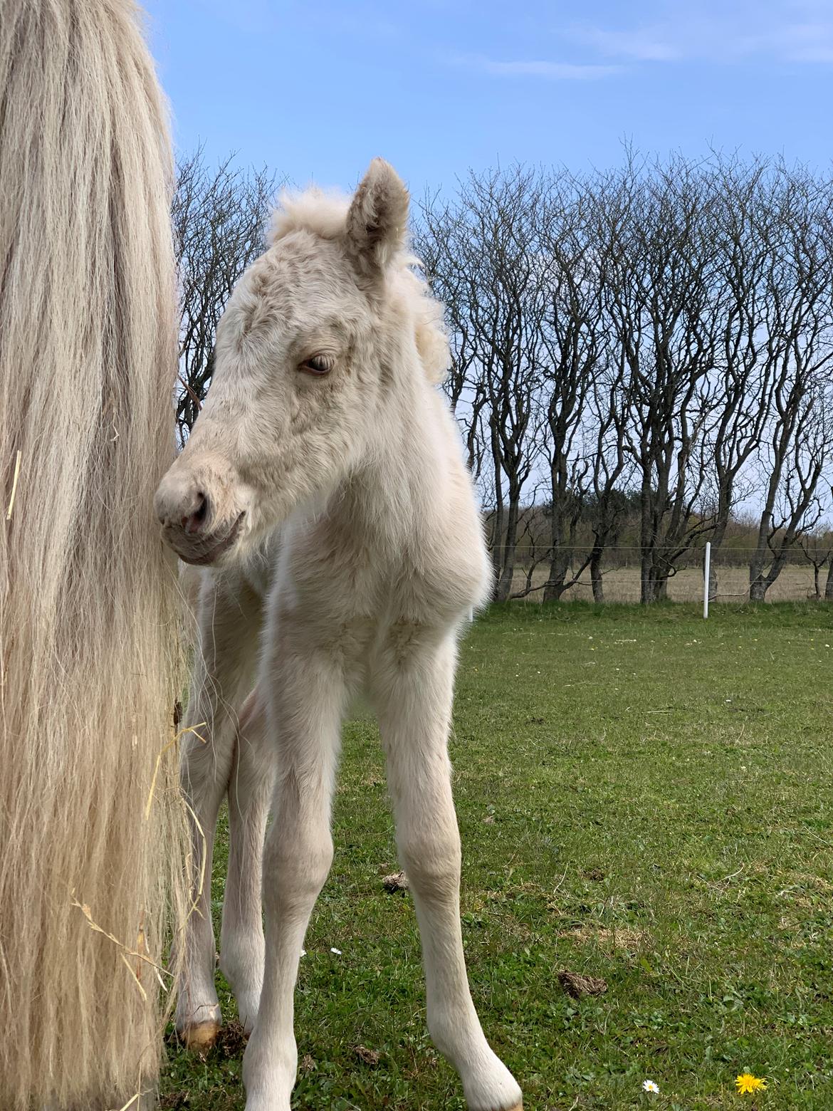 Islænder Sía fra Lundegårde billede 4