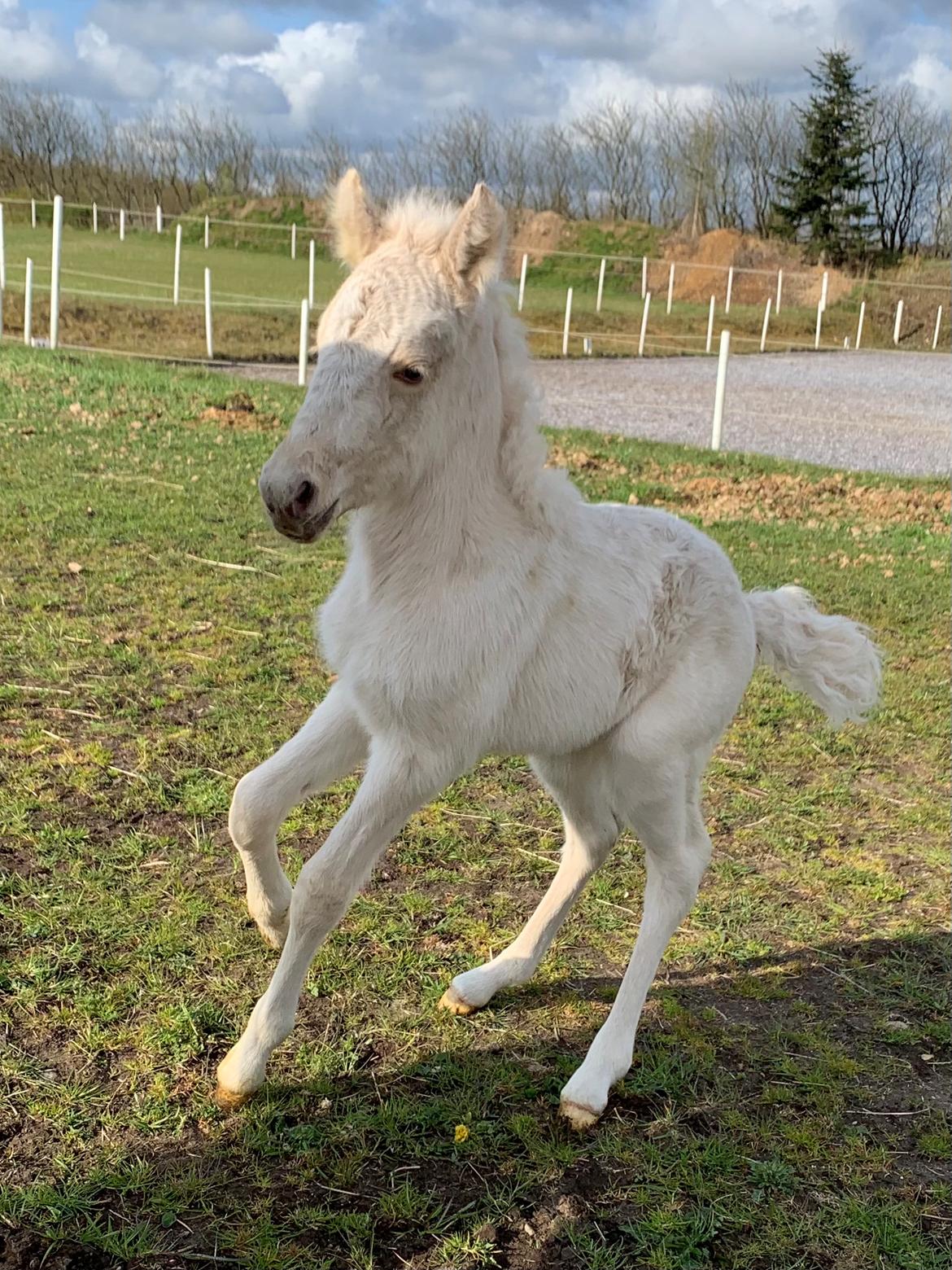 Islænder Sía fra Lundegårde billede 6