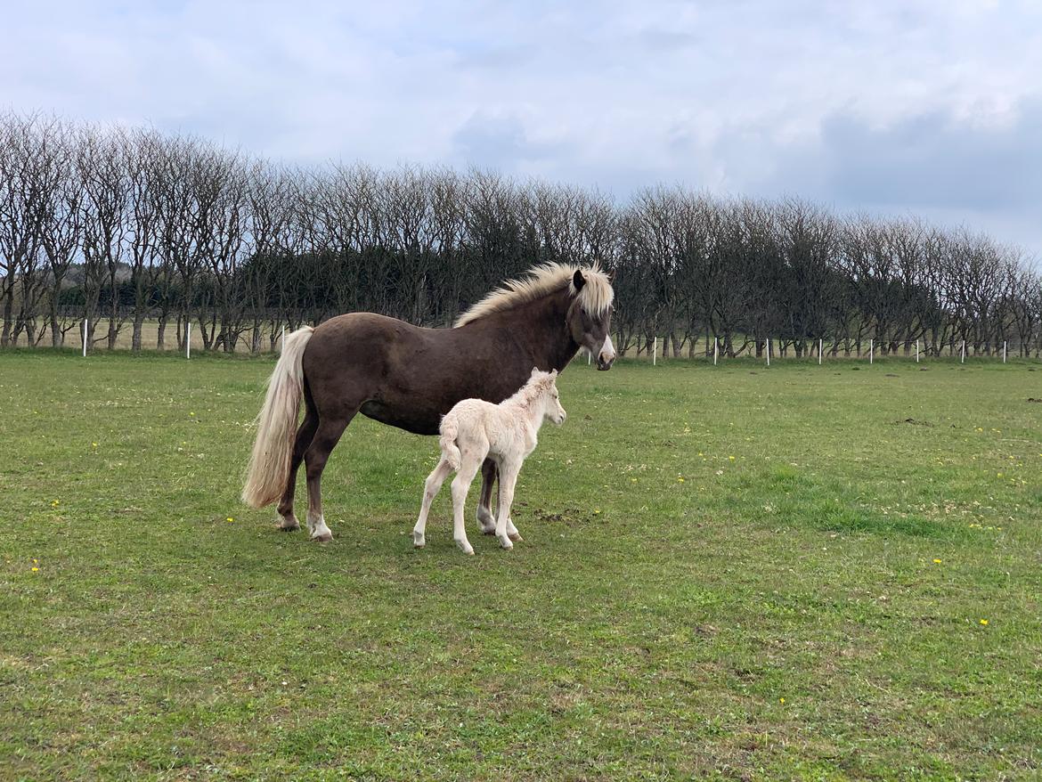 Islænder Sía fra Lundegårde billede 5