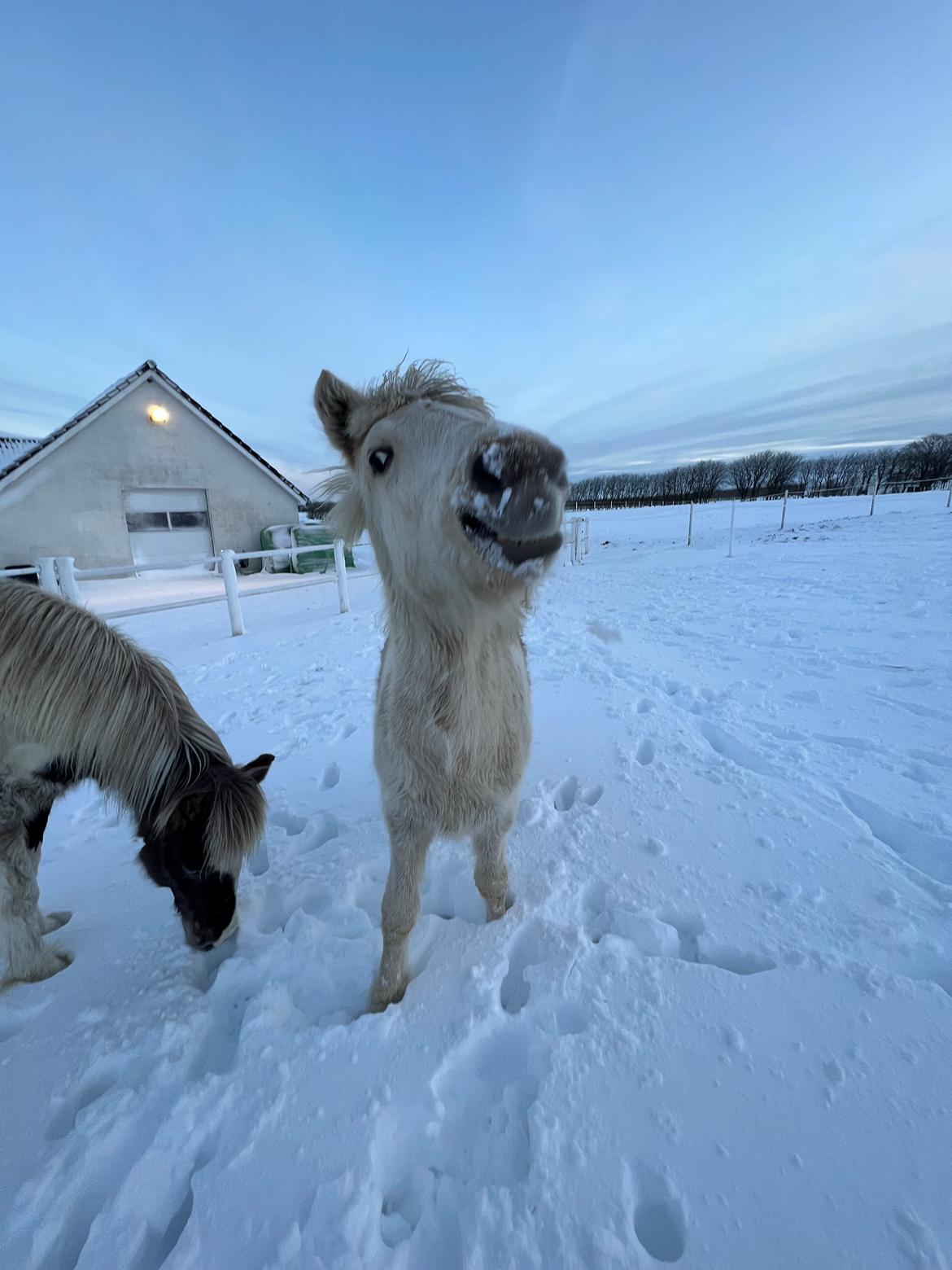 Islænder Sía fra Lundegårde billede 7