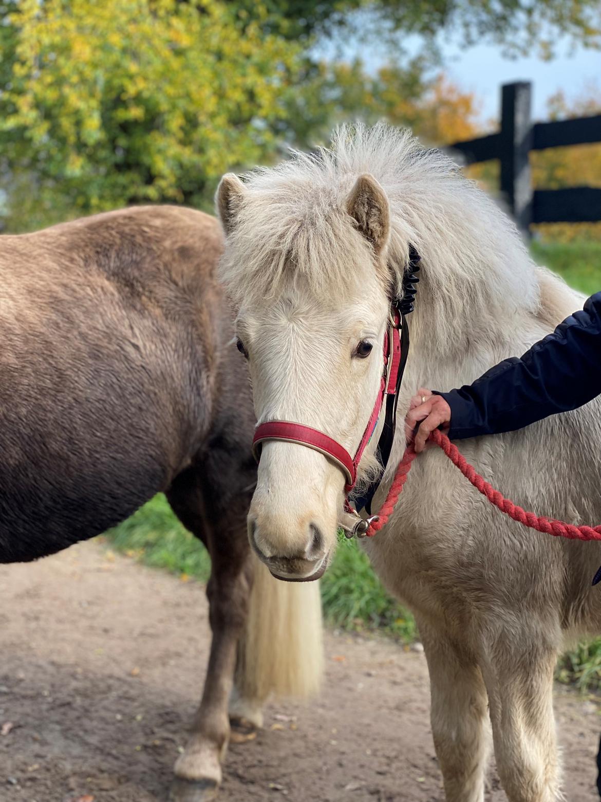 Islænder Sía fra Lundegårde billede 8