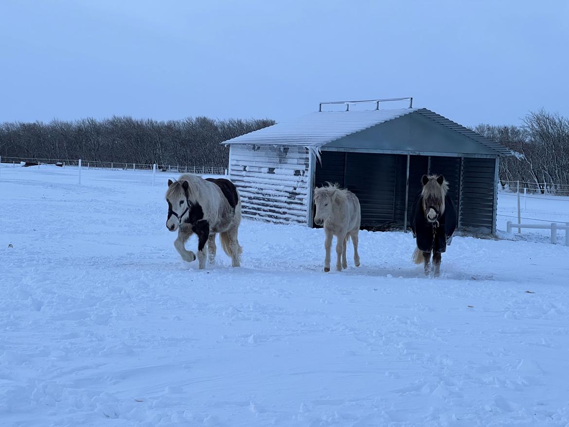 Islænder Sía fra Lundegårde billede 9