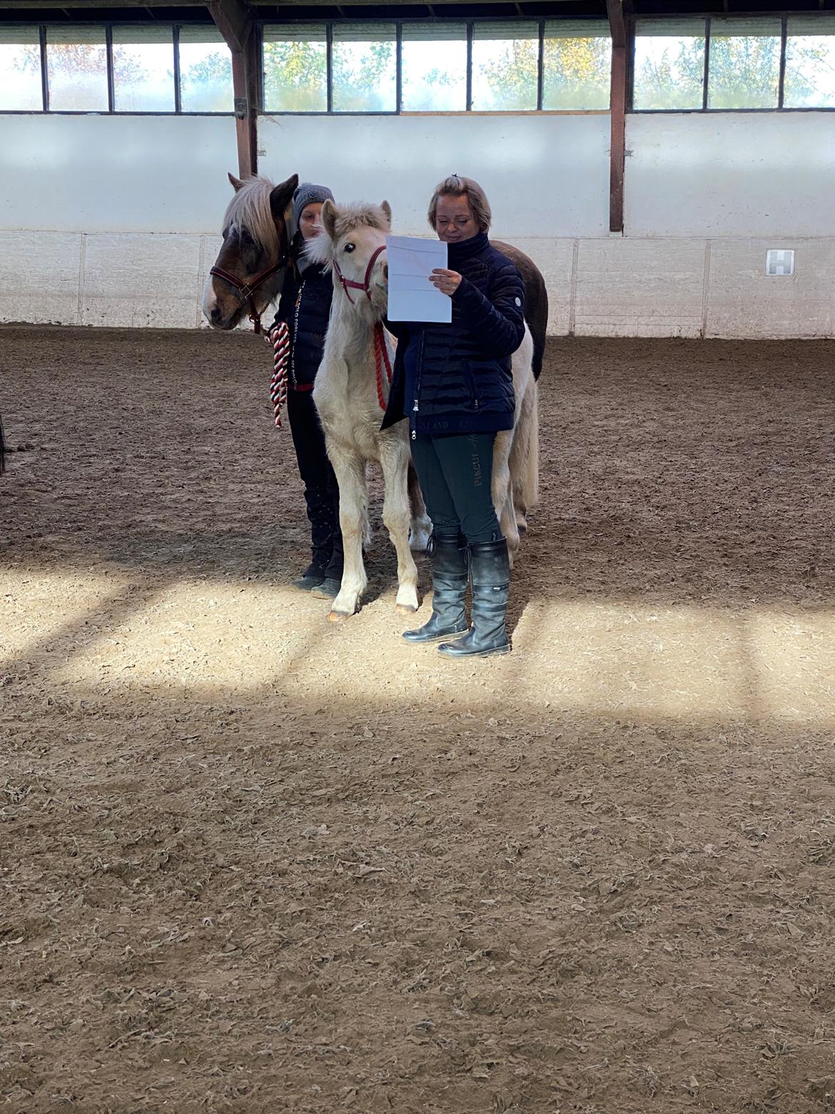 Islænder Sía fra Lundegårde billede 10