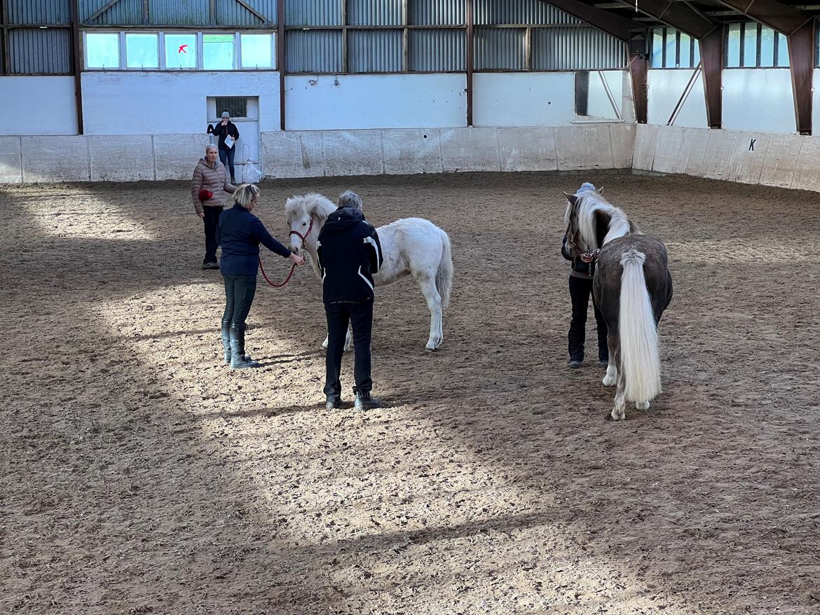 Islænder Sía fra Lundegårde billede 11