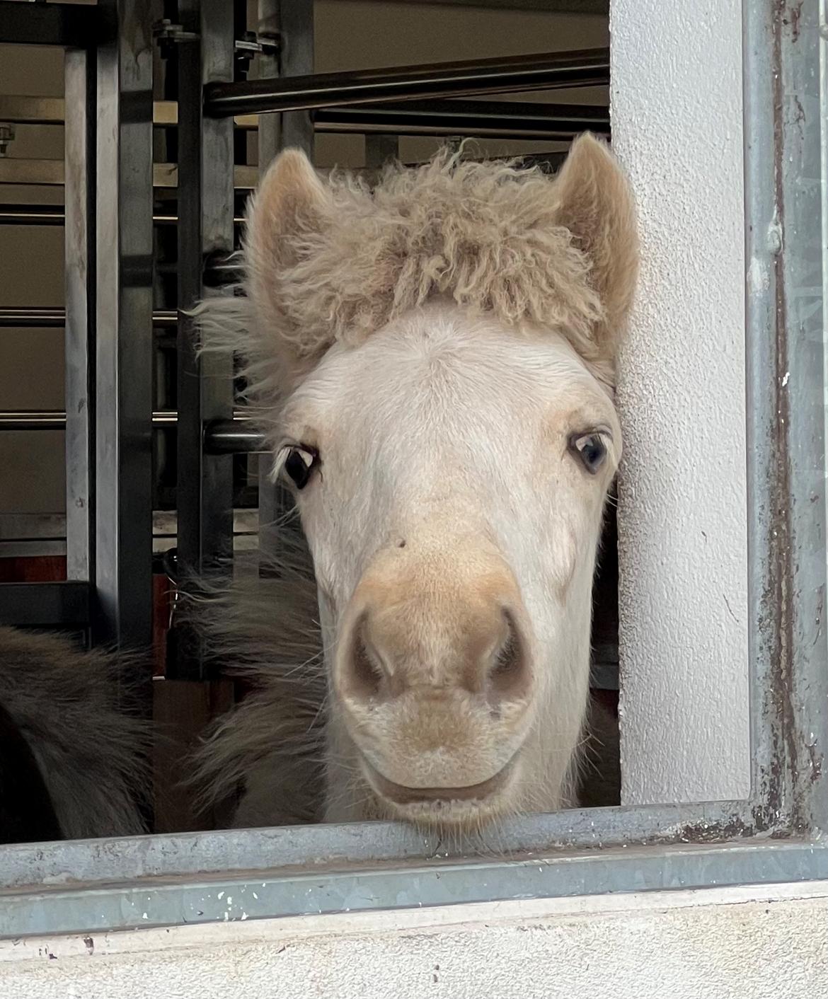 Islænder Sía fra Lundegårde billede 13