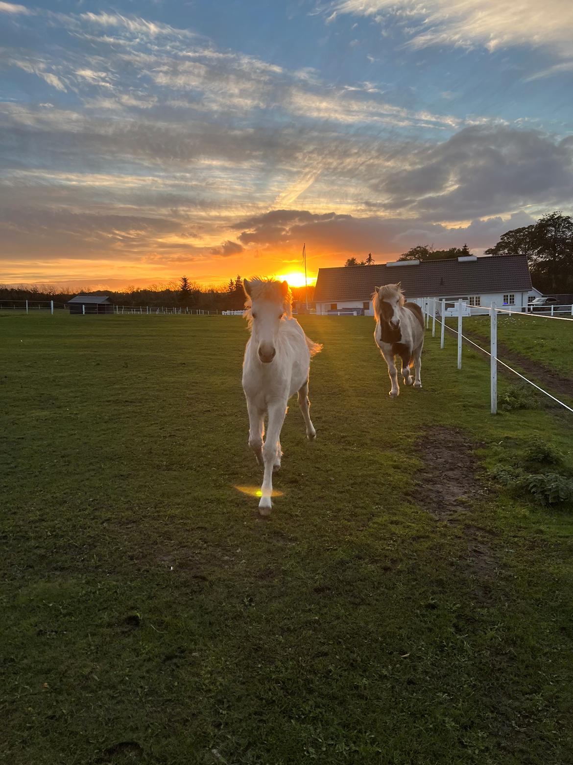 Islænder Sía fra Lundegårde billede 12