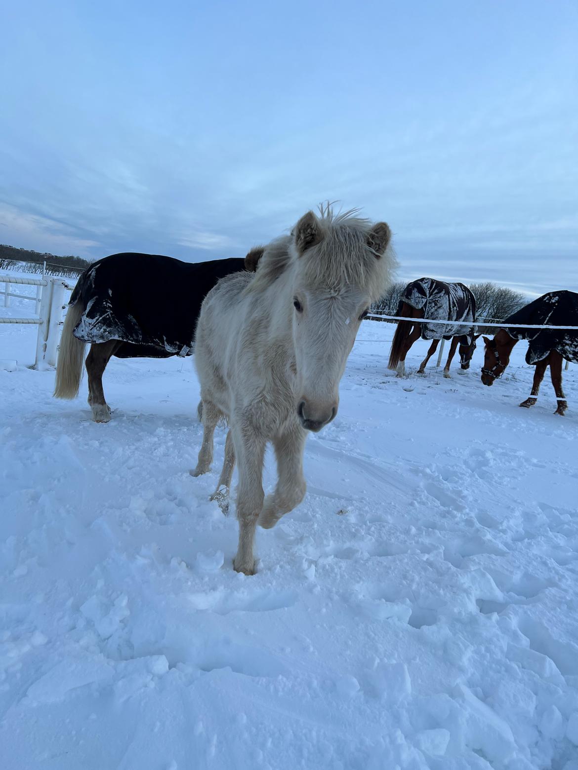 Islænder Sía fra Lundegårde billede 14