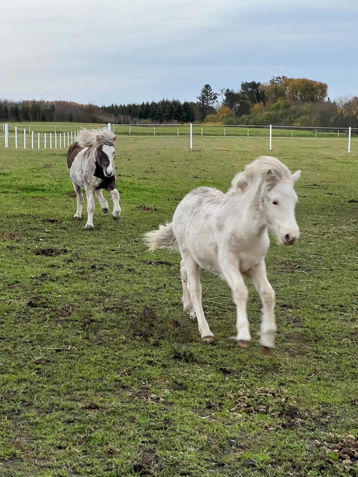 Islænder Sía fra Lundegårde billede 15