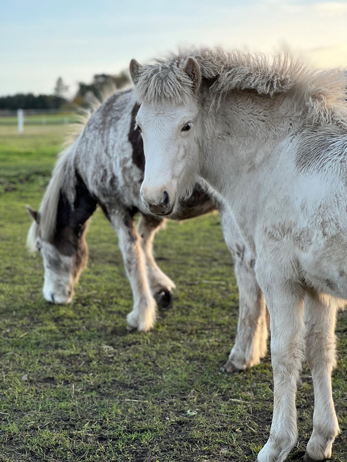 Islænder Sía fra Lundegårde billede 16