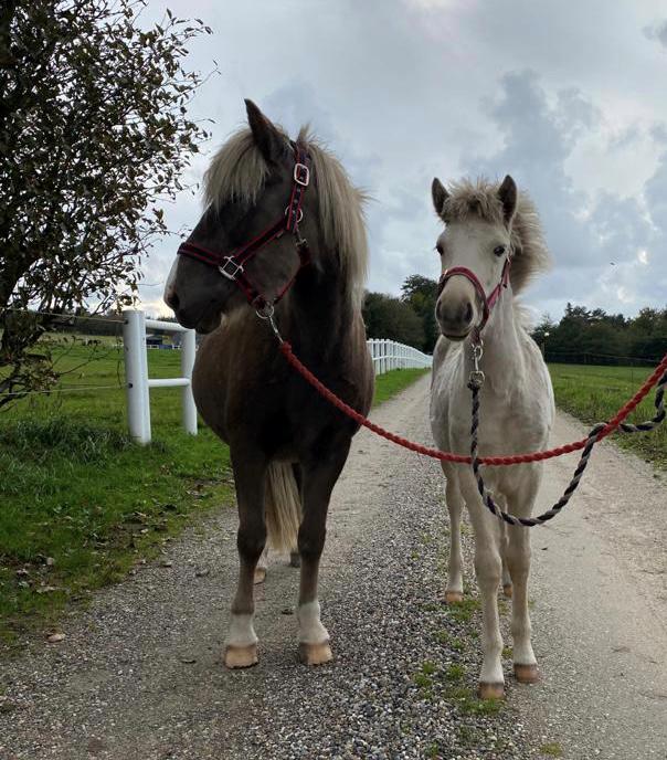 Islænder Sía fra Lundegårde billede 18