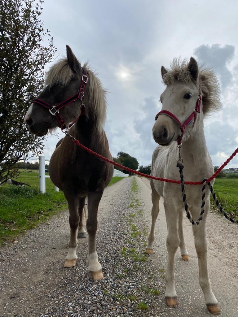 Islænder Sía fra Lundegårde billede 19