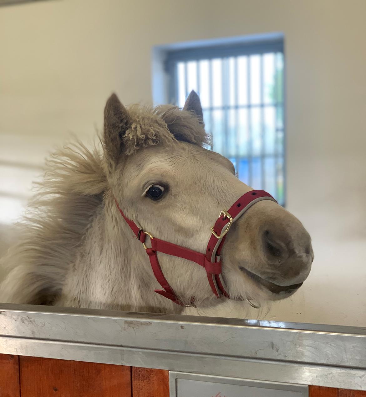 Islænder Sía fra Lundegårde billede 17