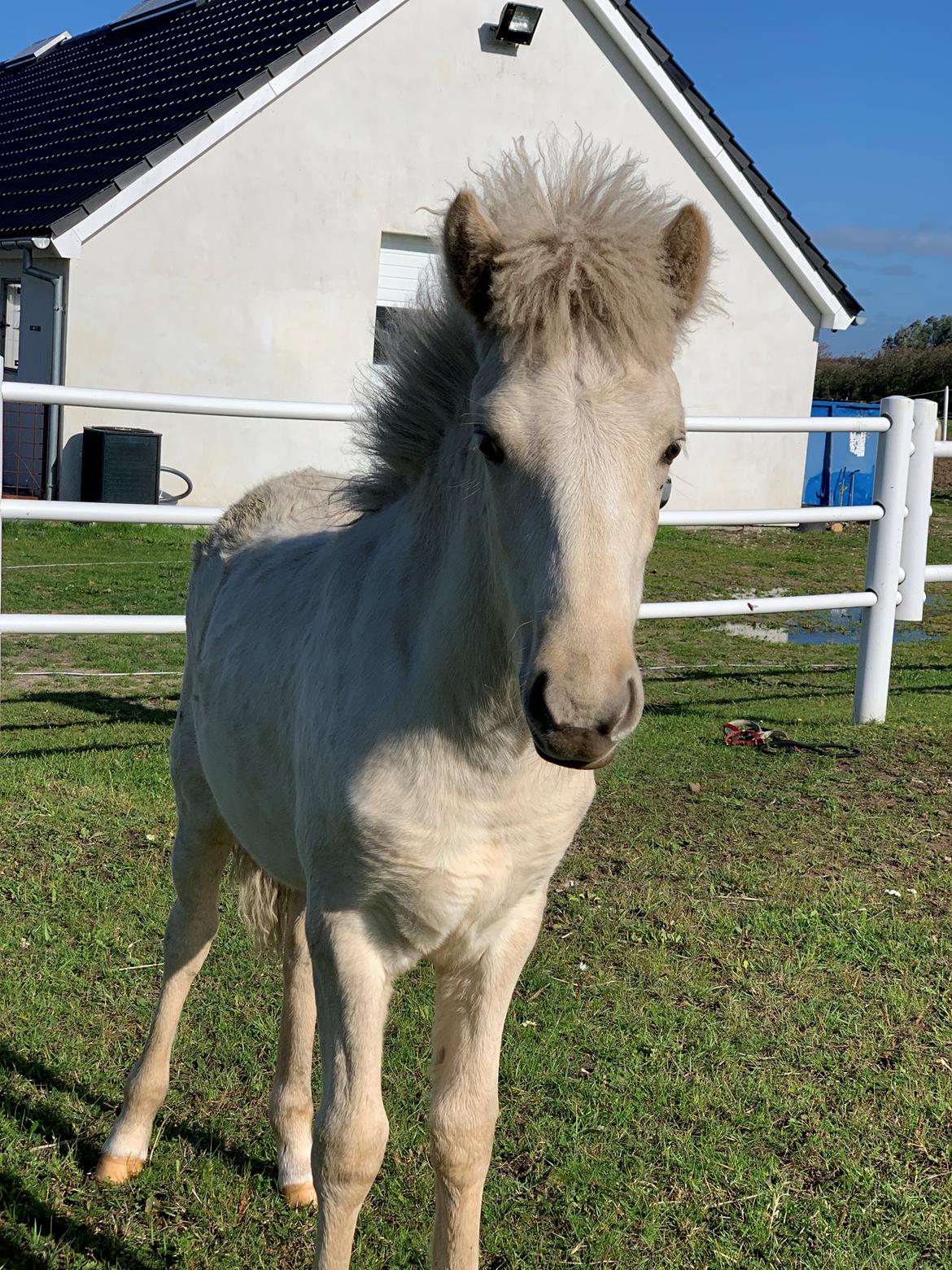 Islænder Sía fra Lundegårde billede 21