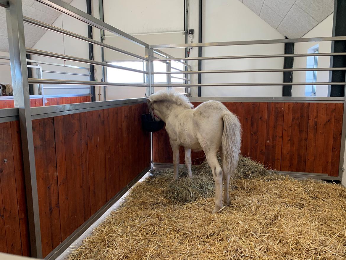 Islænder Sía fra Lundegårde billede 22