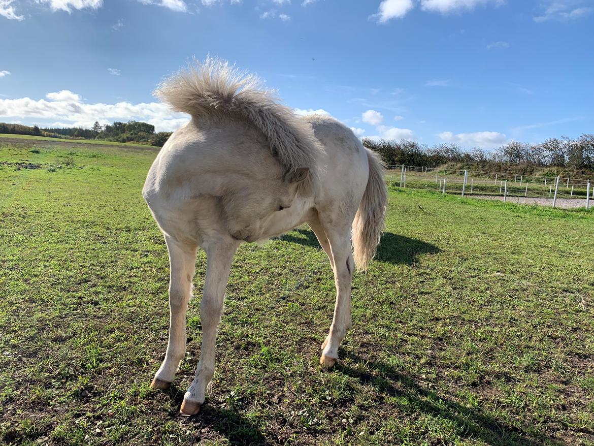 Islænder Sía fra Lundegårde billede 20