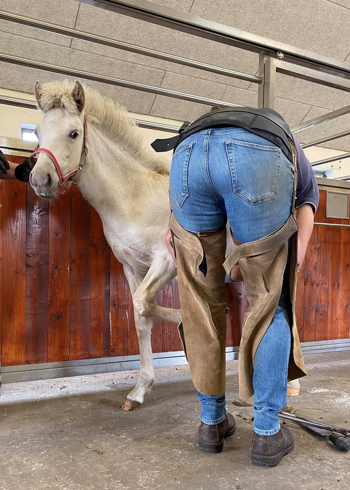 Islænder Sía fra Lundegårde billede 23