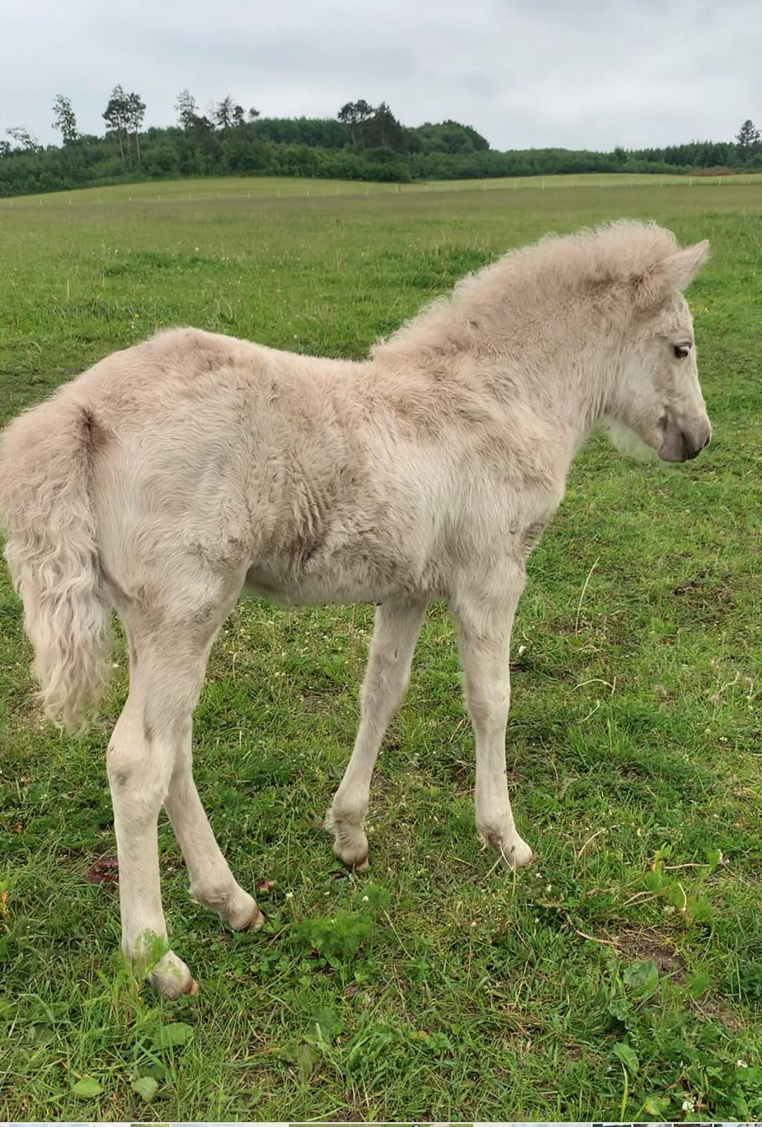 Islænder Sía fra Lundegårde billede 25