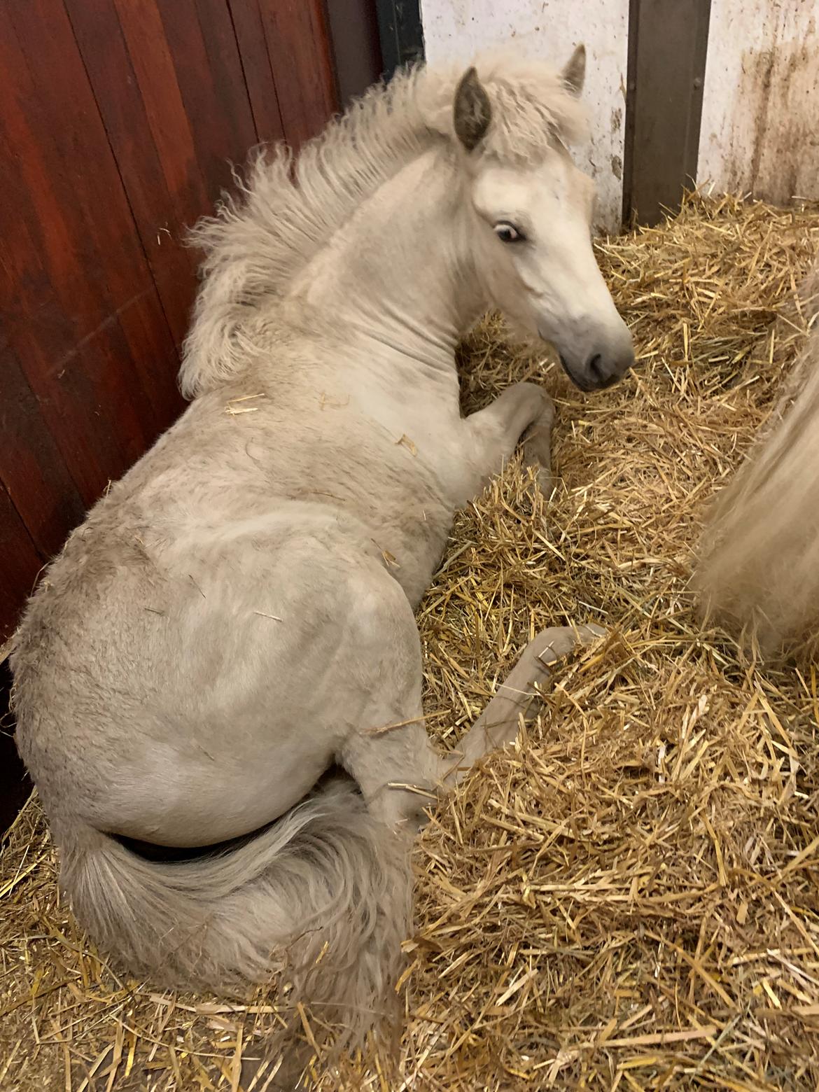 Islænder Sía fra Lundegårde billede 24