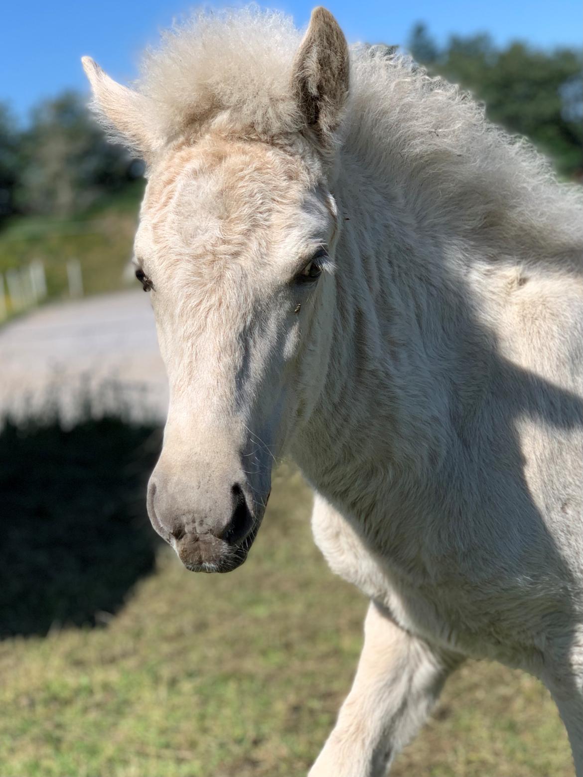 Islænder Sía fra Lundegårde billede 26