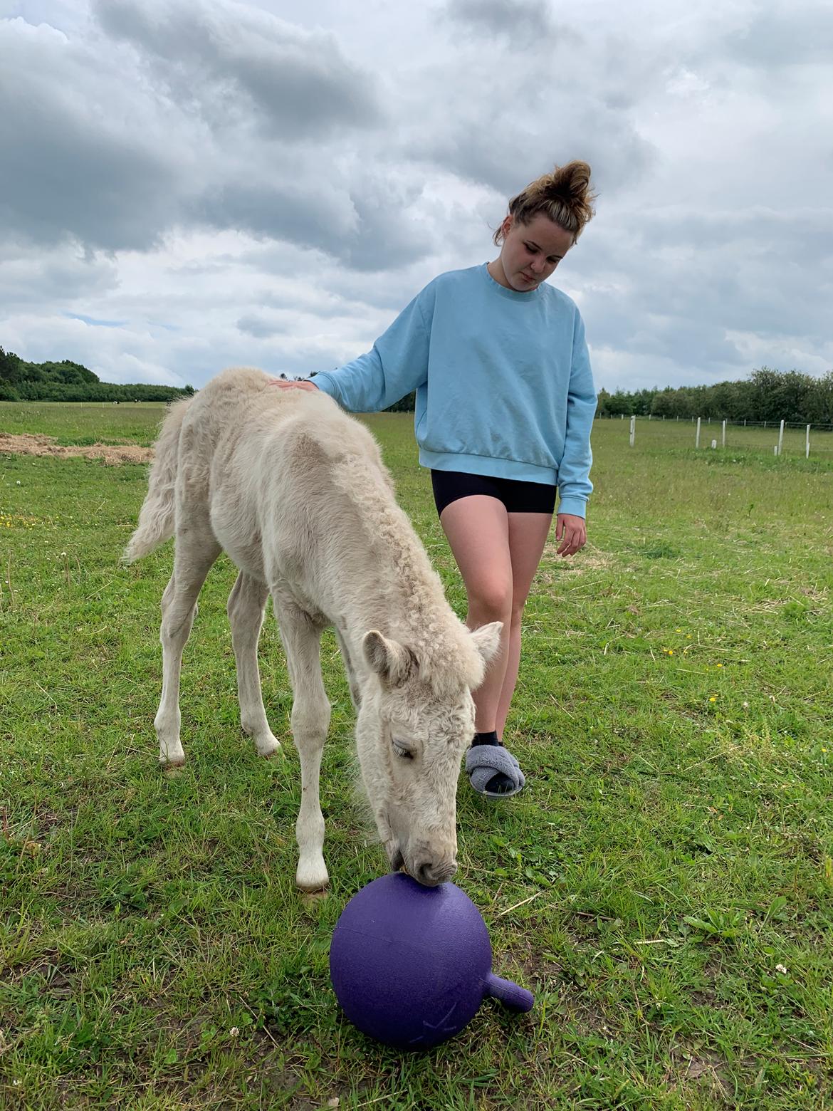 Islænder Sía fra Lundegårde billede 27