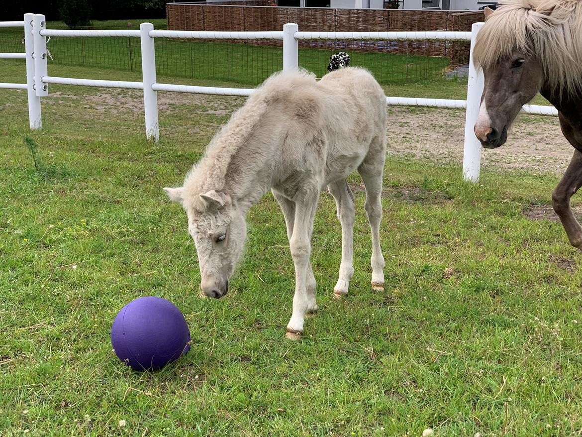 Islænder Sía fra Lundegårde billede 28