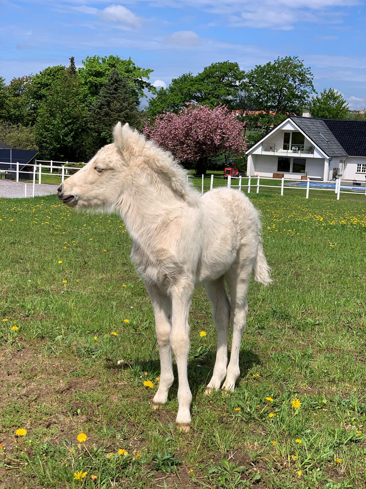 Islænder Sía fra Lundegårde billede 30