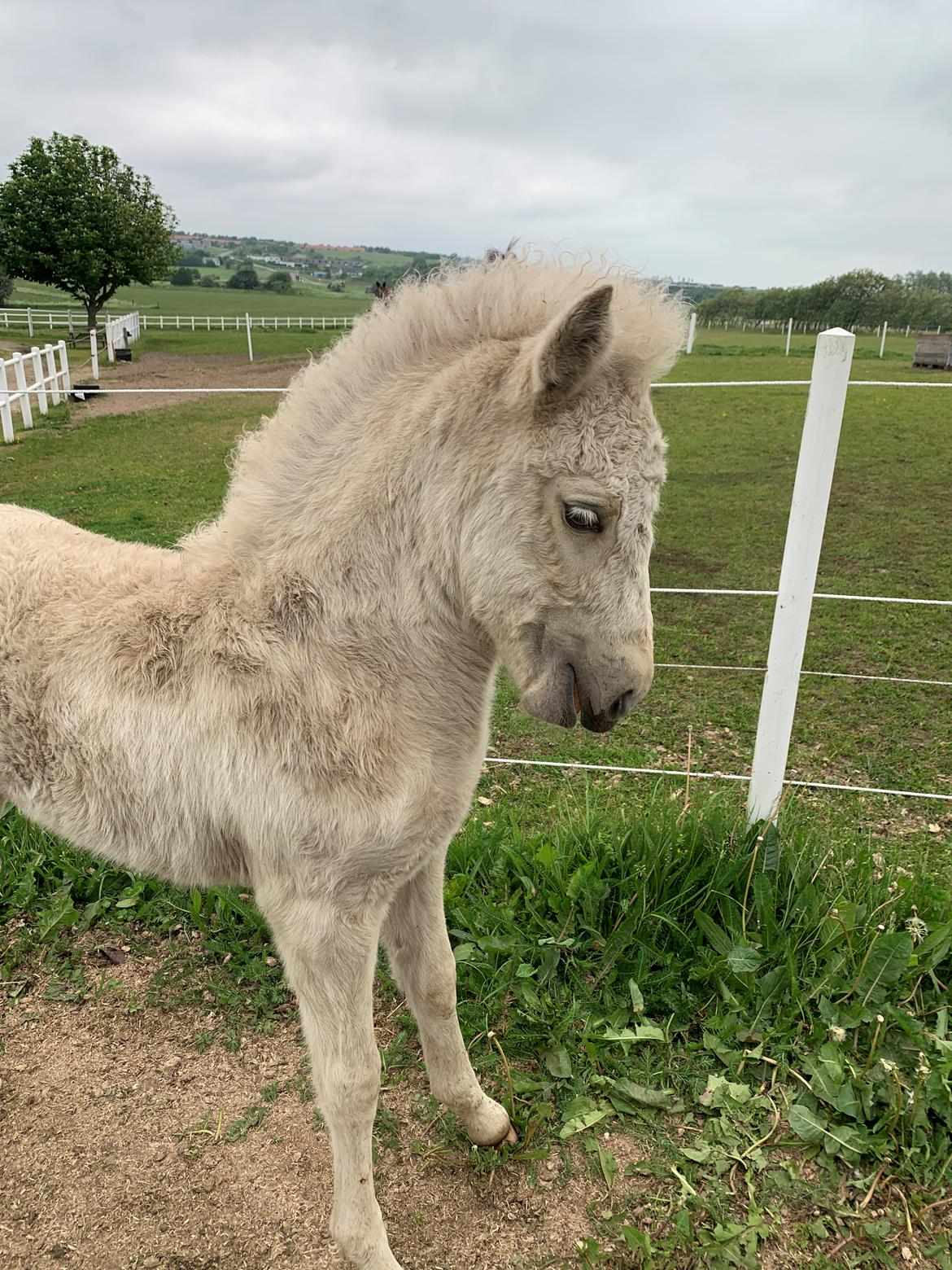 Islænder Sía fra Lundegårde billede 29