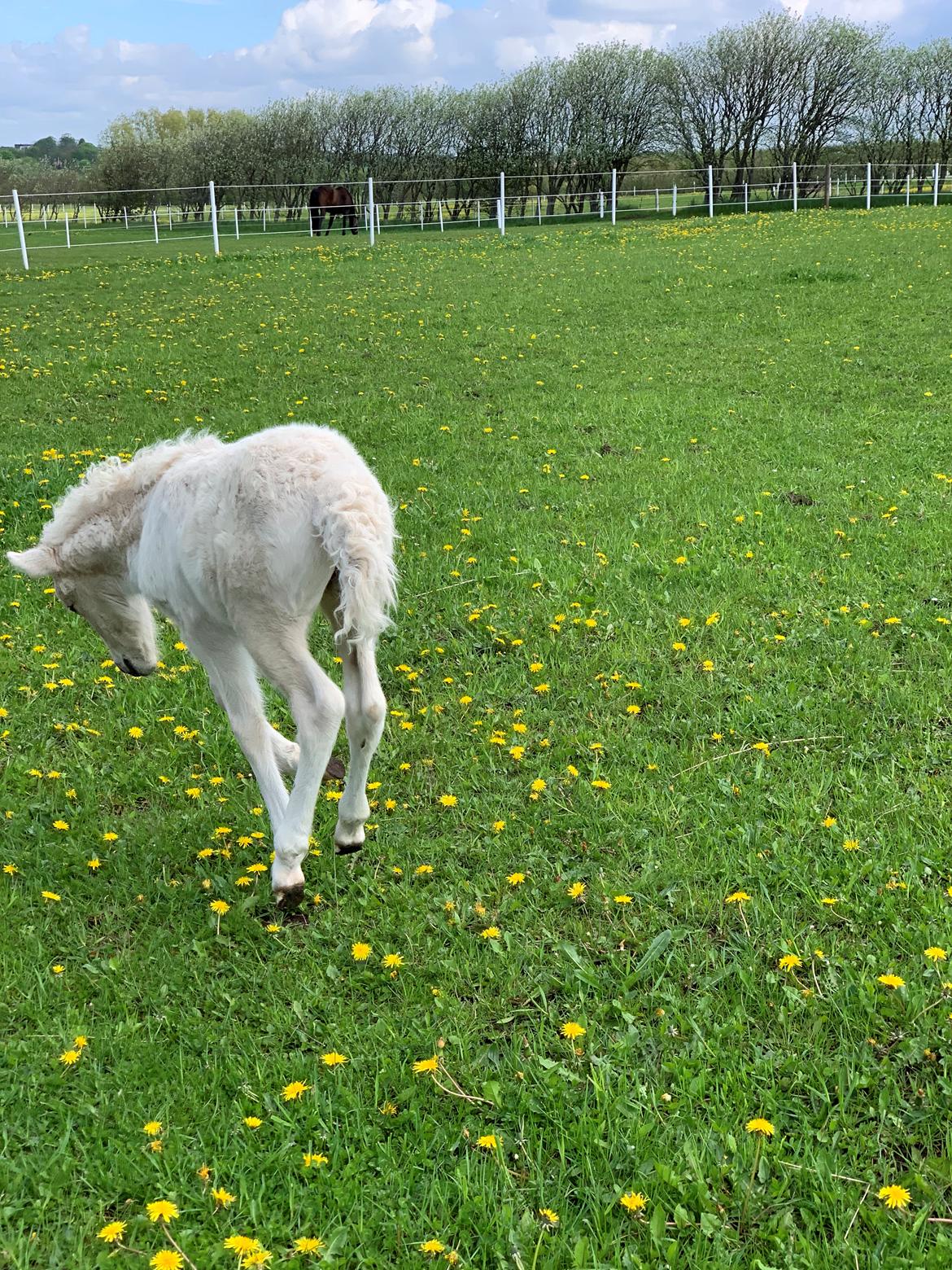 Islænder Sía fra Lundegårde billede 31