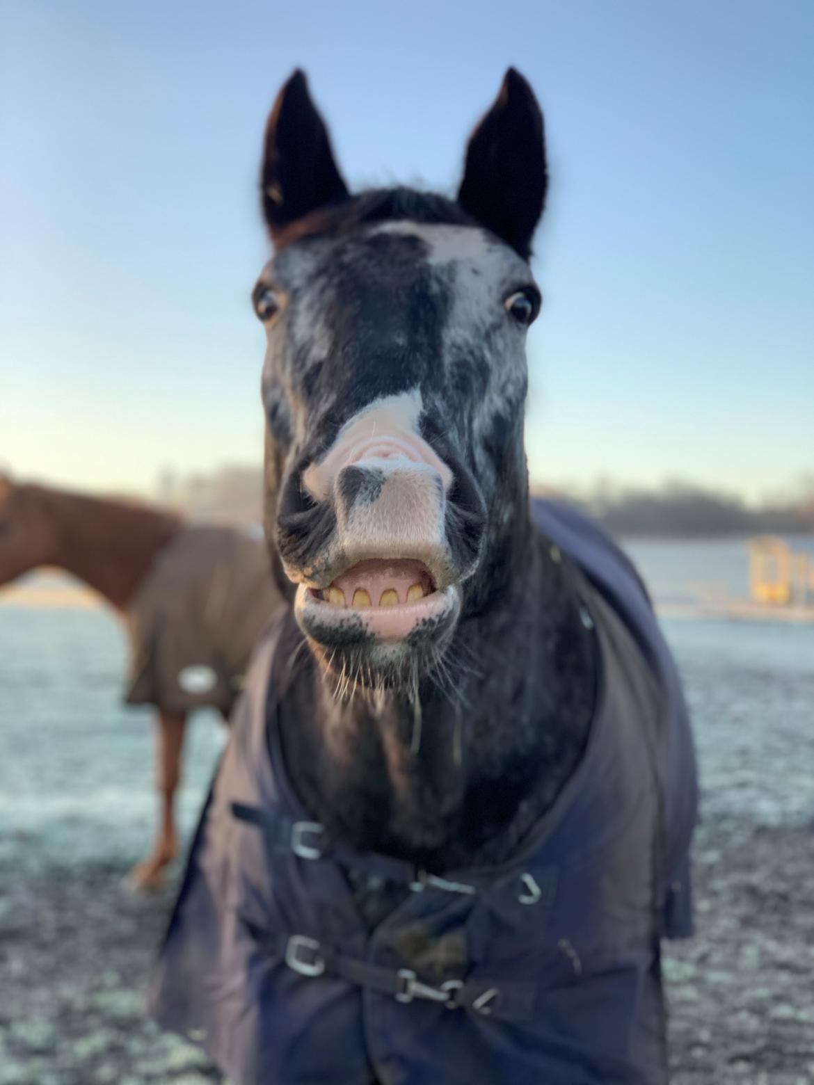 Knabstrupper Ulvegårdens Napoleon. billede 36