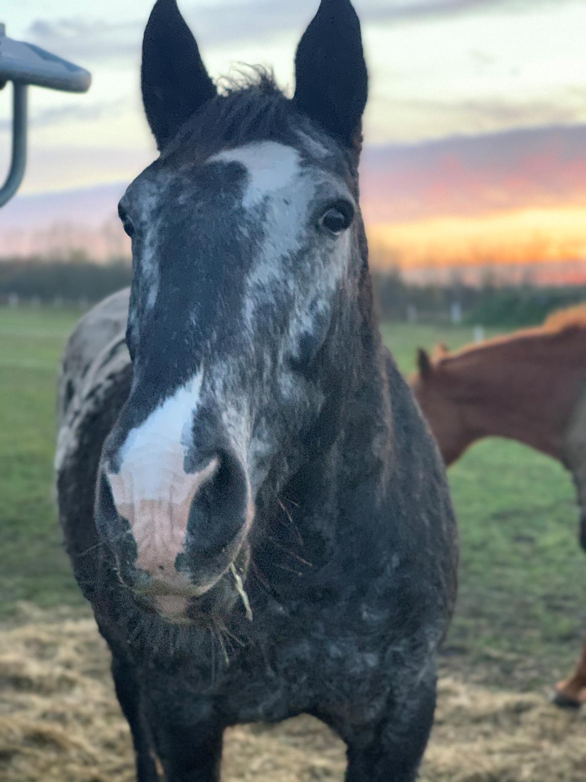 Knabstrupper Ulvegårdens Napoleon. billede 37
