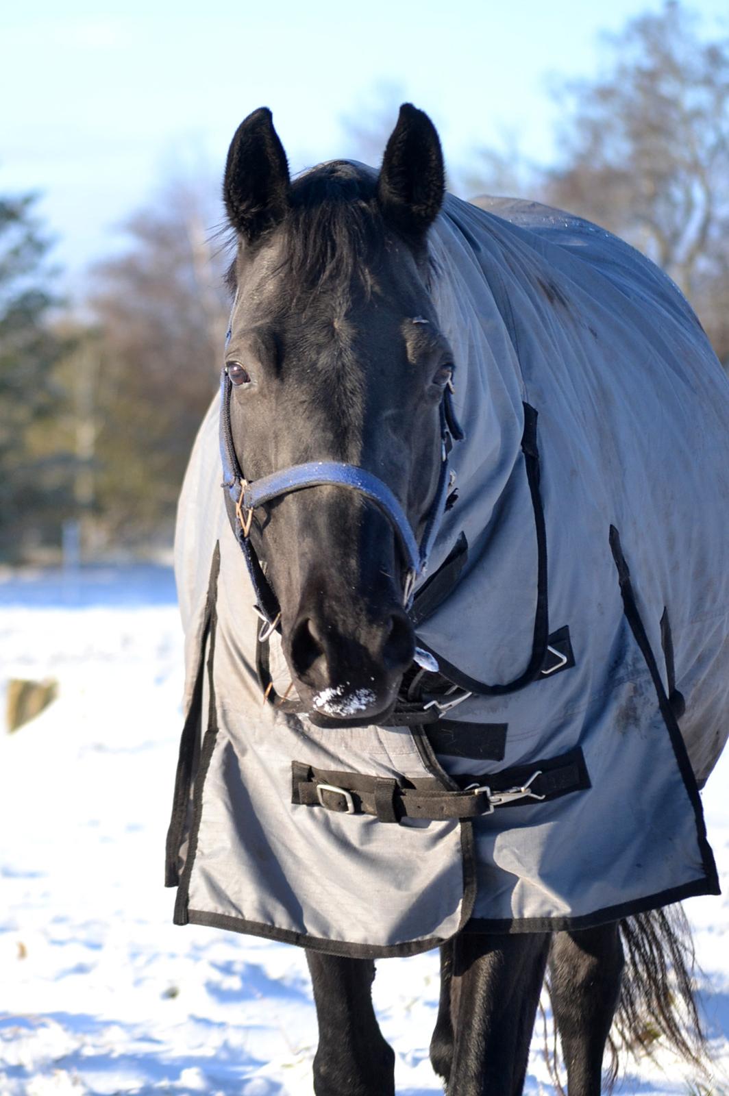 Trakehner Hebra III billede 1