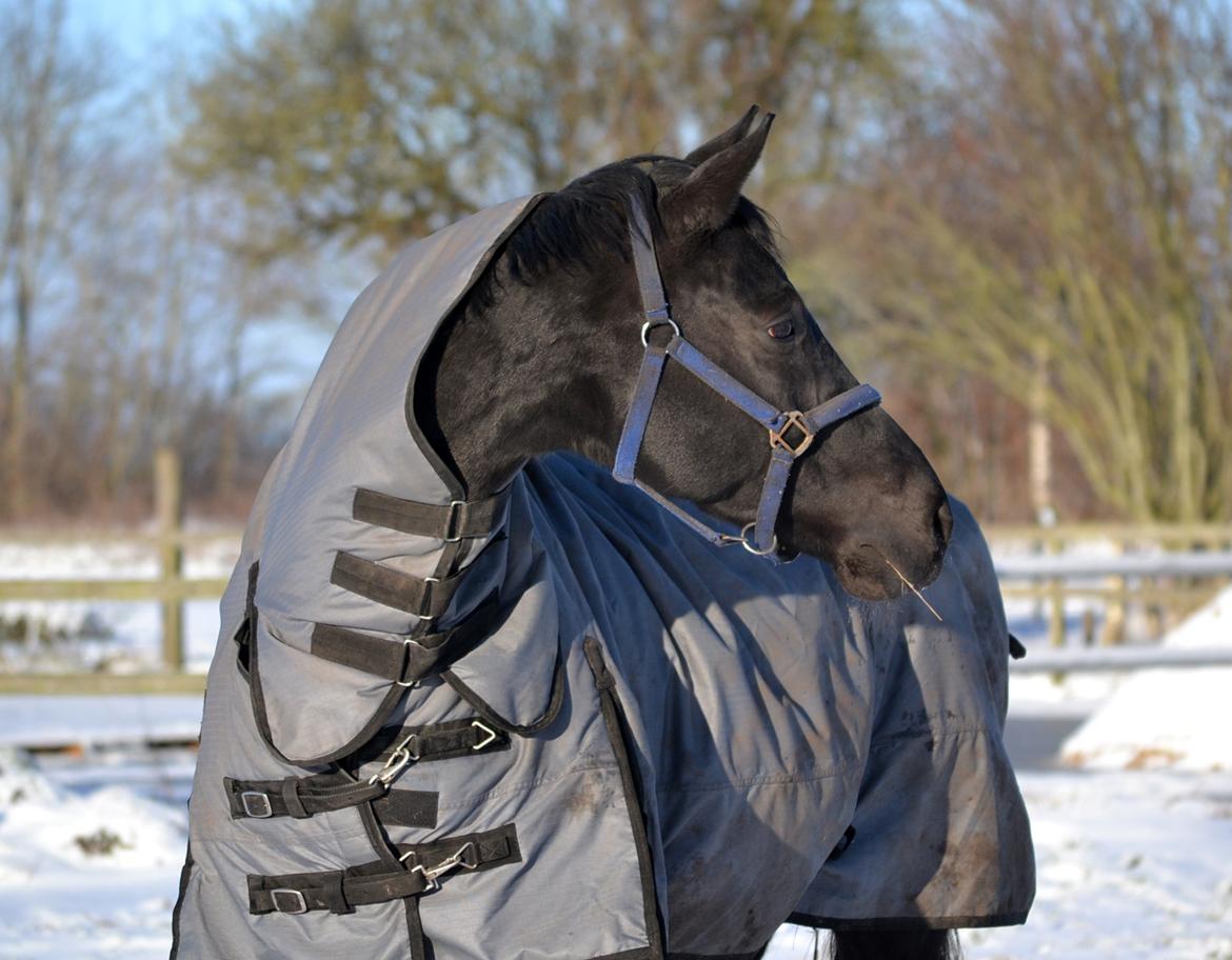 Trakehner Hebra III billede 2