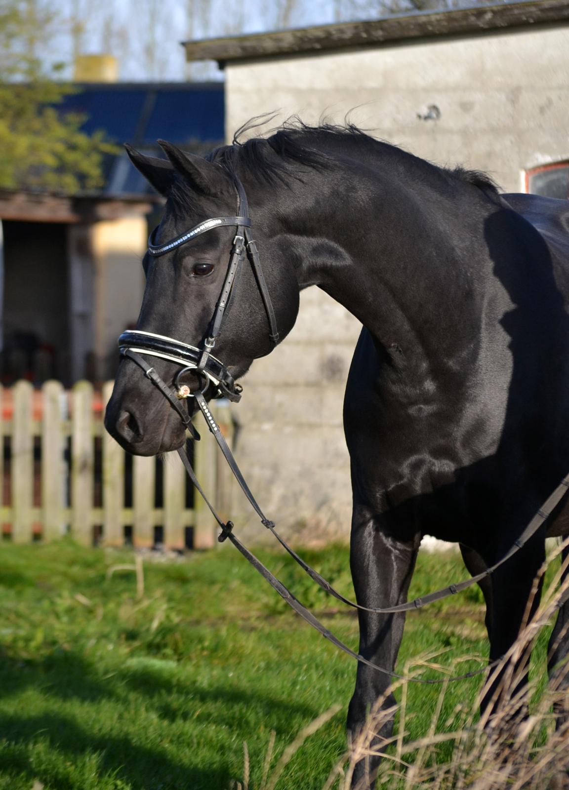 Trakehner Hebra III billede 3